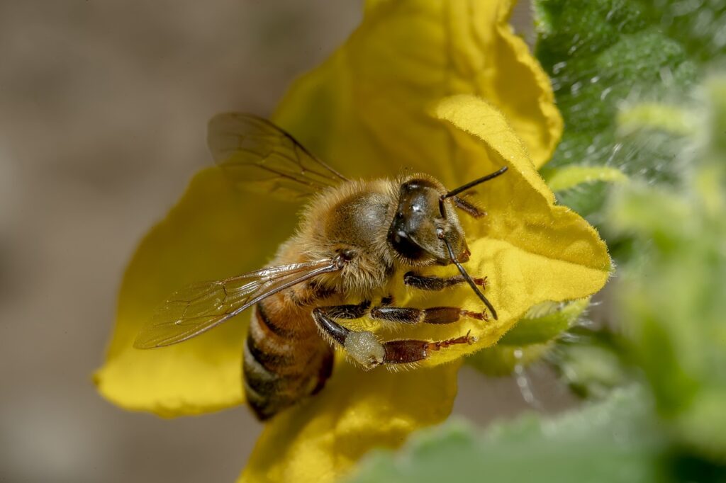 bee, honey bee, flower-7283312.jpg